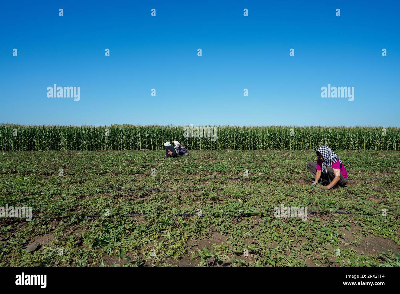 Contea di Luannan, Cina - 2 settembre 2022: Gli agricoltori che dilagano nei campi di fragole durante la stagione vegetativa. Foto Stock