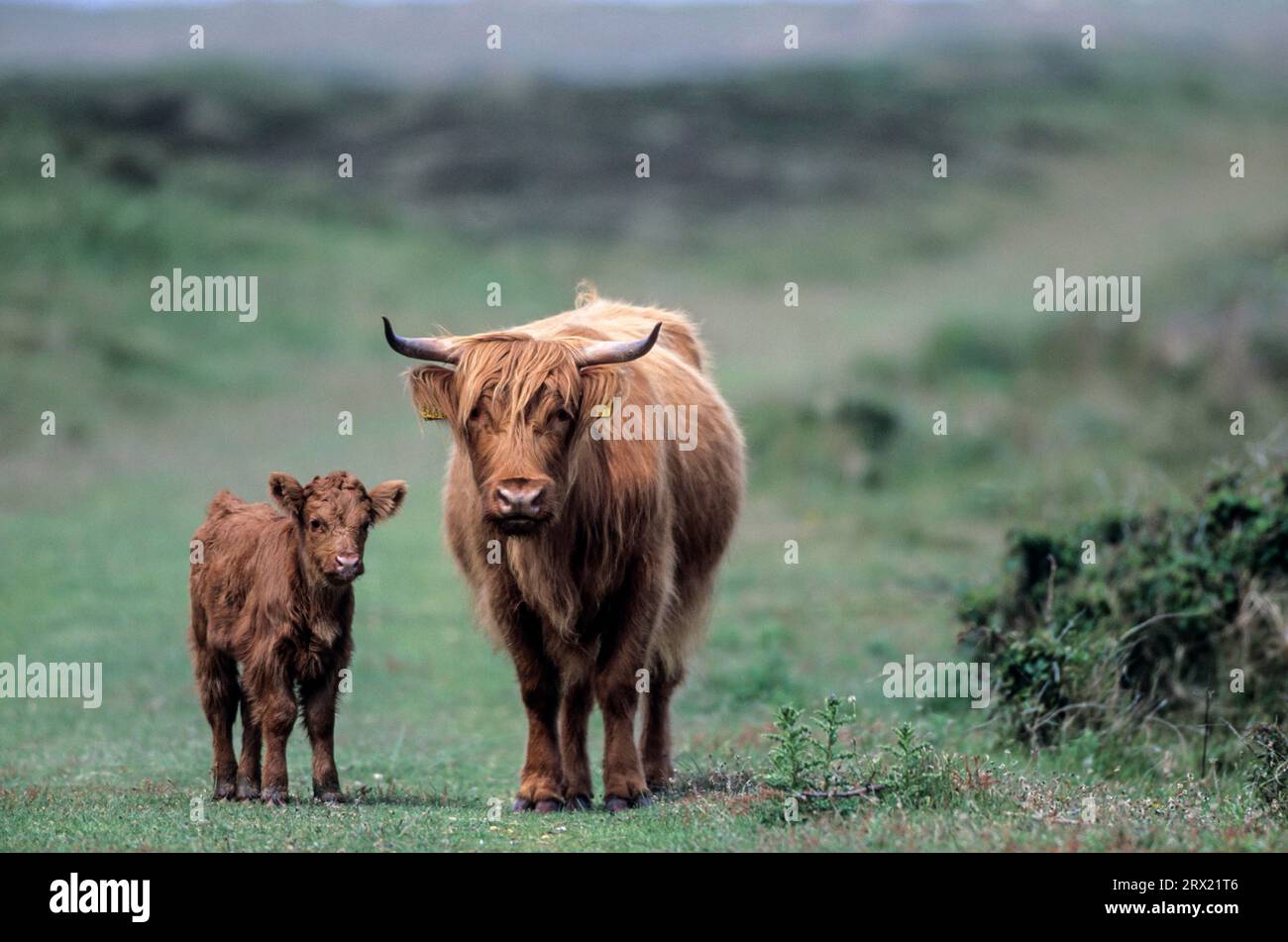 Bovini delle Highland scozzesi, il periodo di gestazione è lungo circa 9 mesi (foto femmina e vitello), bestiame delle Highland, il periodo di gestazione è di circa 9 Foto Stock