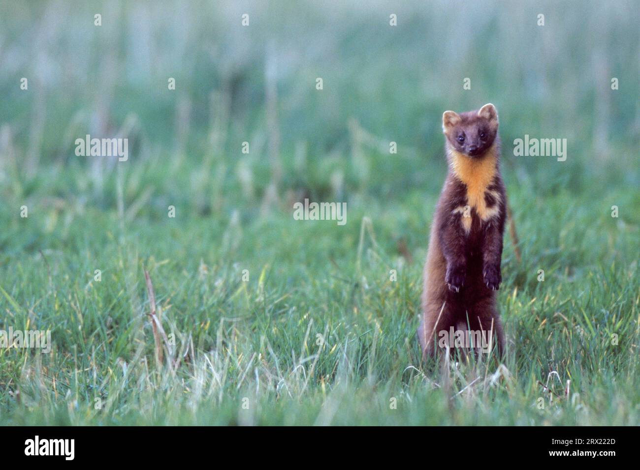La martora europea di pino (Martes martes) mangia piccoli mammiferi, uccelli e loro covate, nonché una varietà di altri animali, in tarda estate anche frutta Foto Stock