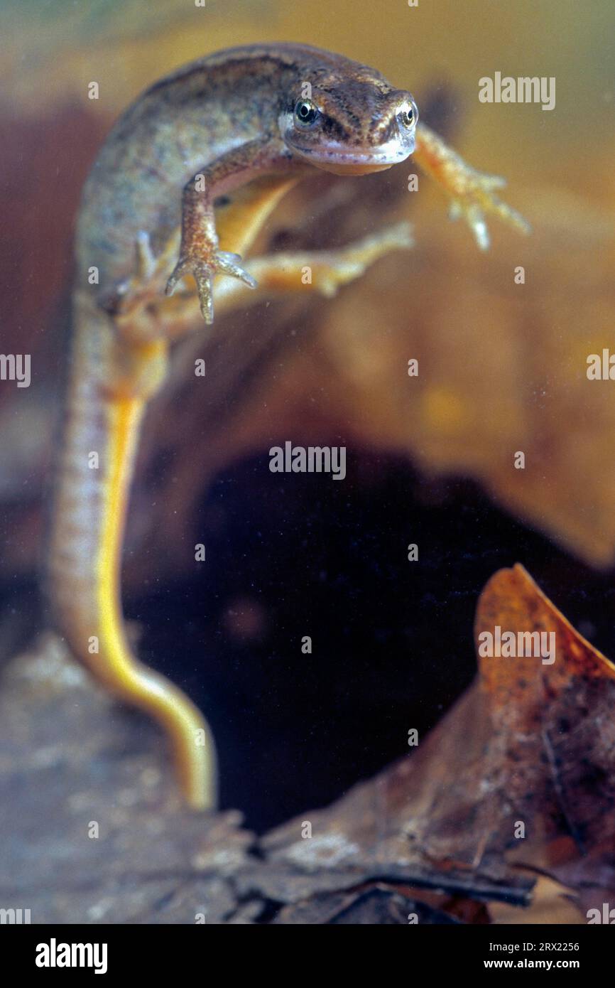 (Prigioniero), lo stagno Newt è notturno sulla terra e si nutre di cibo animale (foto femmina), Smooth Newt (Triturus vulgaris) impiegano circa tre anni per diventare Foto Stock
