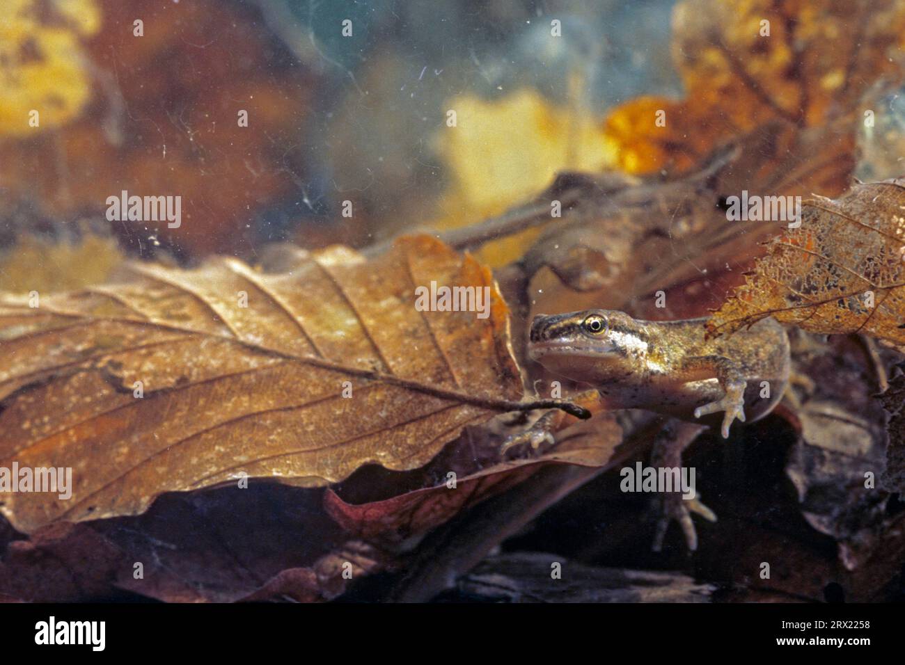 (Prigioniero), Pond Newt la stagione principale di riproduzione si svolge a marzo e aprile (foto femmina), Smooth Newt (Triturus vulgaris) le larve iniziano a mangiare Foto Stock