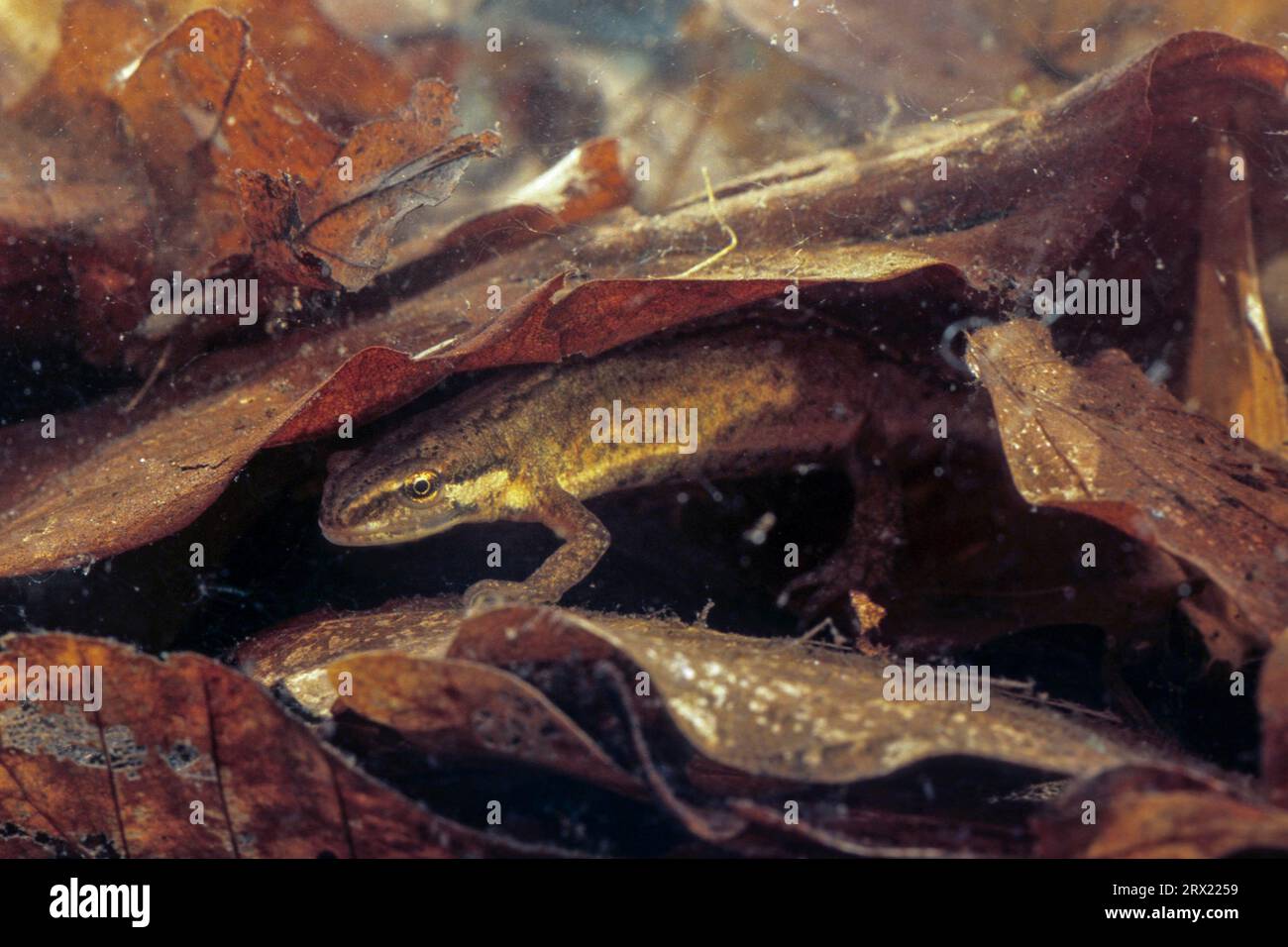 (Prigioniero), la migrazione di Pond Newt nelle acque di riproduzione inizia a livello regionale già a febbraio (foto femmina), da cui emergono Smooth Newt (Triturus vulgaris) Foto Stock