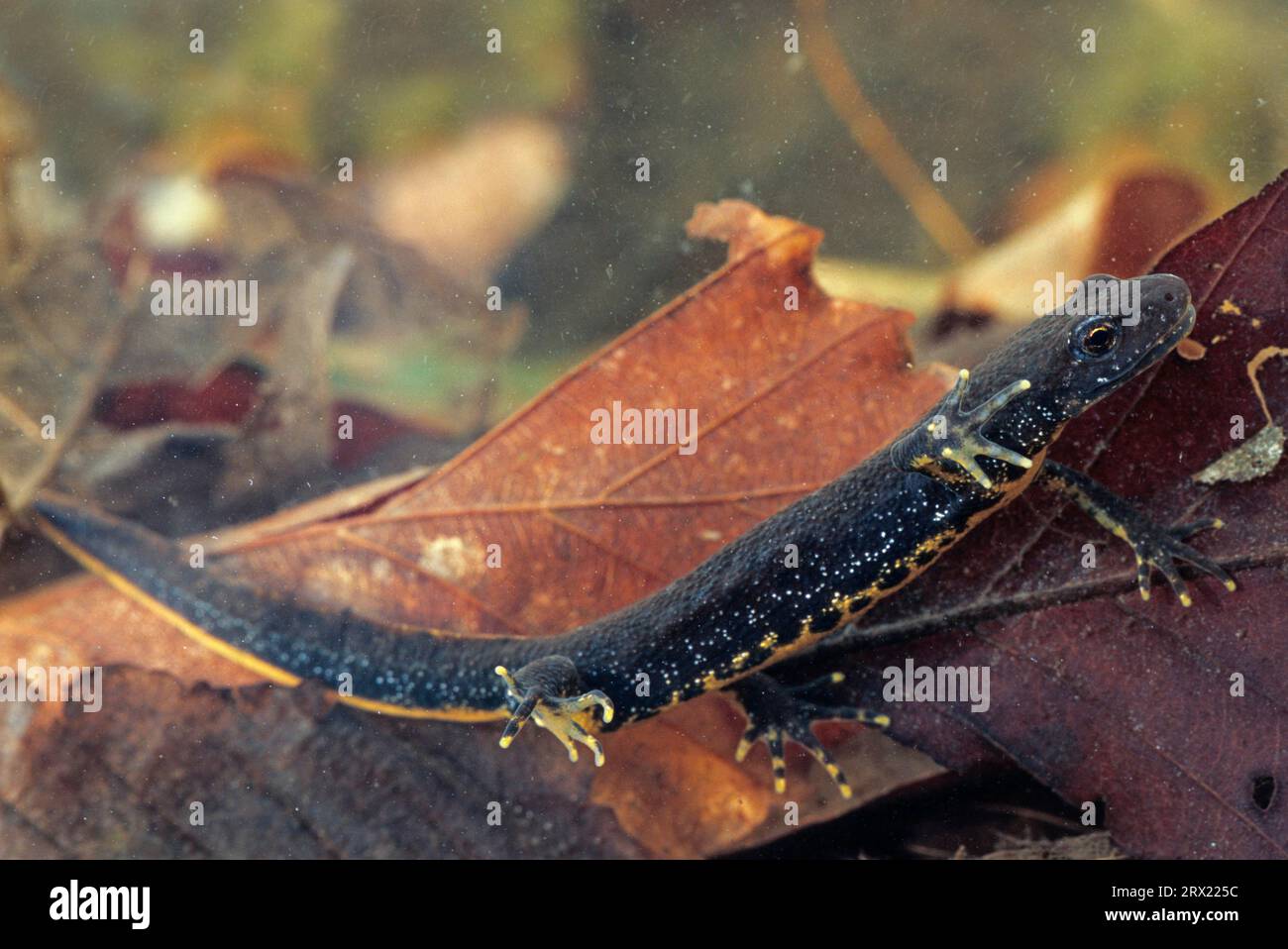 (Prigioniero), noce crestata settentrionale (Triturus cristatus) il ventre giallo o arancione è macchiato con nero (Northern Crested Newt) (foto femmina) Foto Stock