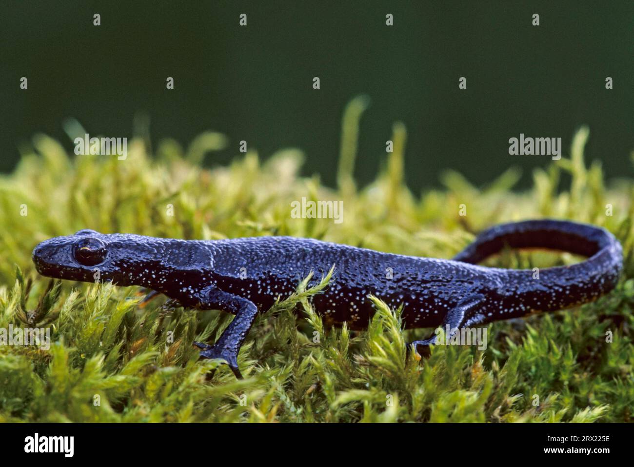 Il noce crestato settentrionale (Triturus cristatus) può raggiungere una lunghezza corporea di oltre 16 cm (Noerdlicher Kammmolch) (foto adulto a terra), Northern Crested Newt Foto Stock