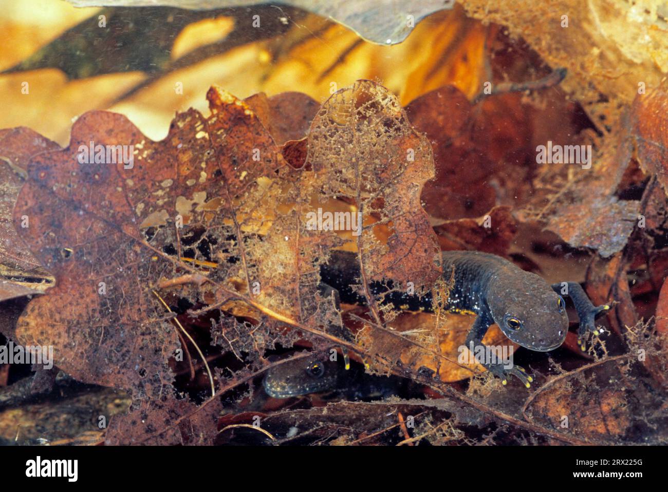 (Prigioniera), noce crestata settentrionale (Triturus cristatus) le femmine depongono fino a 350 uova sott'acqua (Northern Crested Newt) (foto femmine), Northern Foto Stock