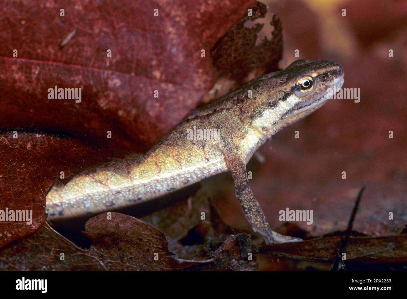 (Prigioniero), Smooth Newt (Triturus vulgaris) la femmina depone 100, 300 uova sott'acqua su piante acquatiche e fogliame (foto femmina), Smooth Newt the Foto Stock