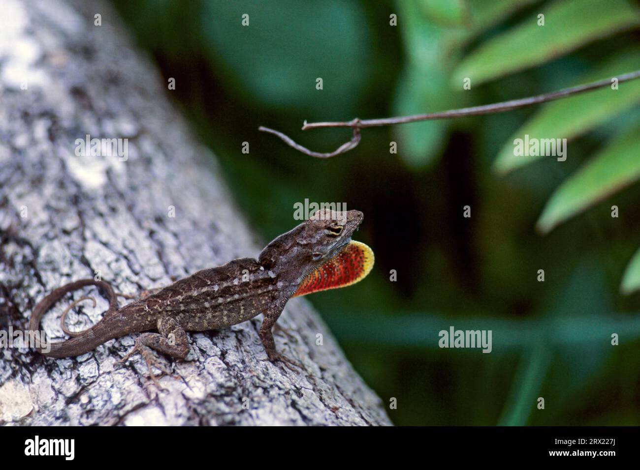 Anolo marrone (Anolis sagrei) i maschi hanno un sacco della gola chiaramente visibile che viene utilizzato per esempio come gesto minaccioso (Bahama Anole), Brown Foto Stock