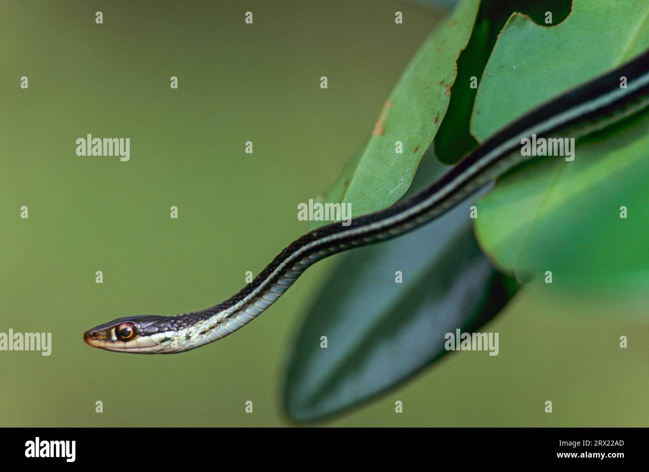 Il serpente del nastro orientale (Thamnophis sauritus) è viviparo con 3-26 giovani per cucciolata, il serpente del nastro può essere trovato nel Nord America orientale (Ribbonsnake) Foto Stock