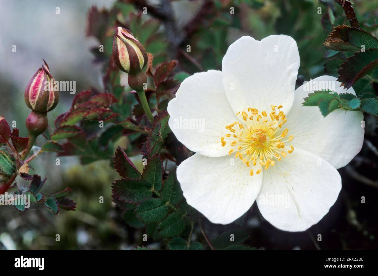 Rosa di Burnet (Rosa spinosissima) il sistema delle radici profonde è un adattamento alla posizione delle dune (Duenen Rose), Burnet Rose i fiori sono color crema Foto Stock