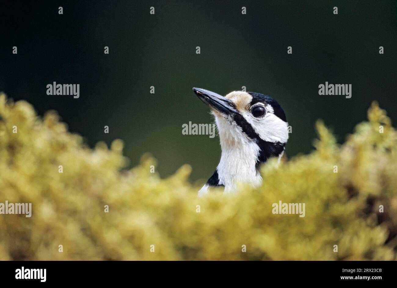 Grande picchio maculato (Picoides Major) donna adulta che guarda in allerta da dietro un cuscino di muschio (Great Spotted Woodpecker), Great Spotted Foto Stock