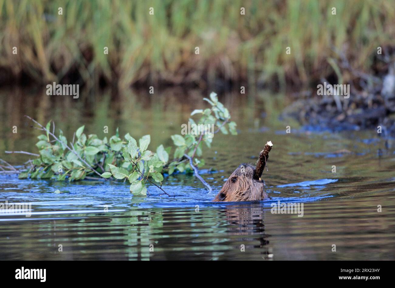 Castoro nordamericano (Castor canadensis) che nuota con rami di ontano in uno stagno per fungere da riserva invernale, castoro nordamericano che nuota con Foto Stock