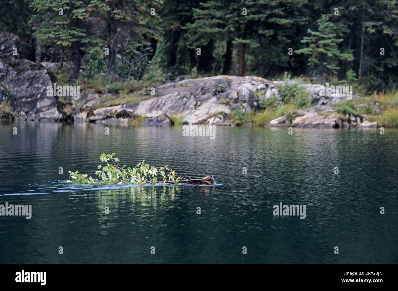Castoro nordamericano (Castor canadensis) che nuota con rami di salice in uno stagno per fungere da riserva invernale, castoro nordamericano che nuota con Foto Stock