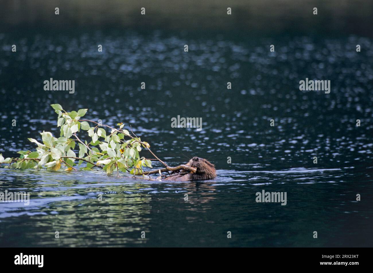 Castoro nordamericano (Castor canadensis) che nuota con rami di salice in uno stagno per fungere da riserva invernale, castoro nordamericano che nuota con Foto Stock