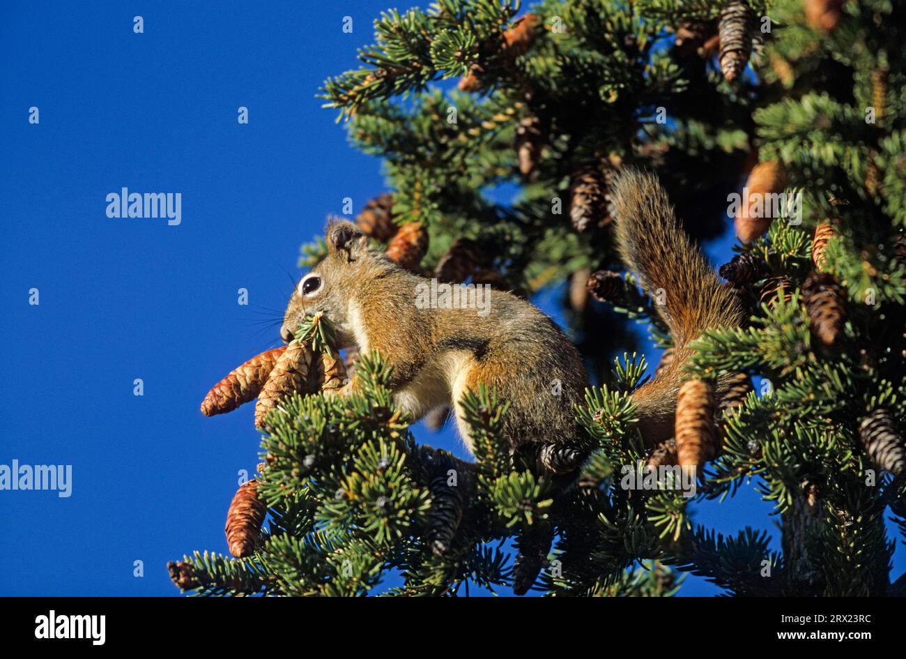 Scoiattolo rosso che raccoglie i coni di abete rosso come brodo invernale (scoiattolo rosso Hudsonian) (scoiattolo rosso comune), i coni di abete rosso di Chickaree come inverno Foto Stock