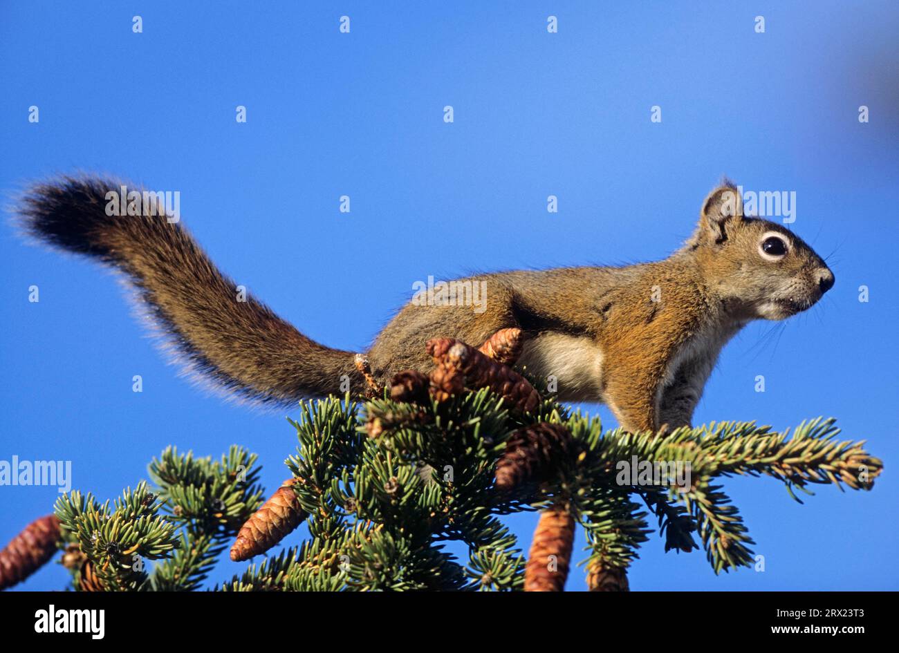 Scoiattolo rosso che raccoglie coni di abete rosso come brodo invernale (scoiattolo Hudsonian) (scoiattolo rosso comune), scoiattolo rosso americano (Tamiasciurus hudsonicus) Foto Stock