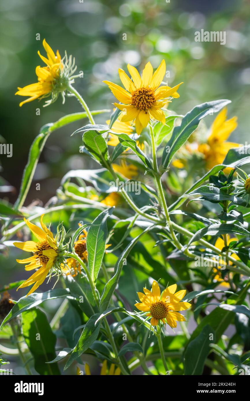 Girasole Massimiliano, Helianthus maximiliani, in un giardino estivo. Foto Stock