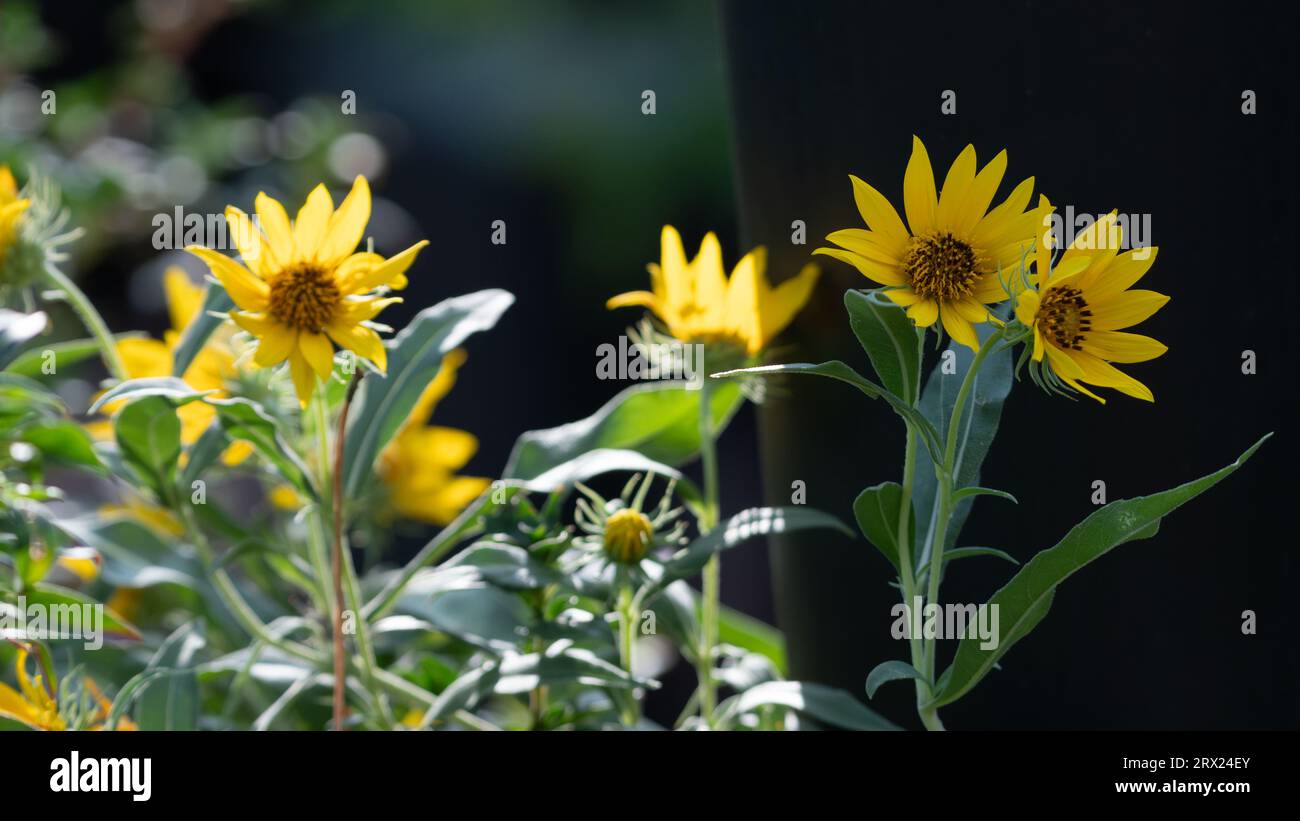 Maximilian Sunflower, Helianthus maximiliani, che cresce alla luce del sole in un giardino texano. Foto Stock