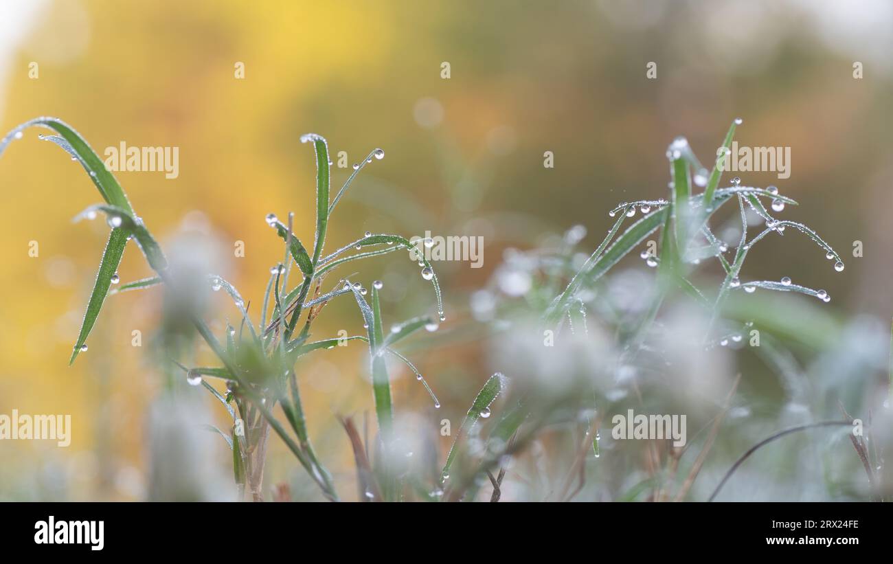 Le lame d'erba nel prato sono coperte da gocce d'acqua la mattina presto. Foto Stock