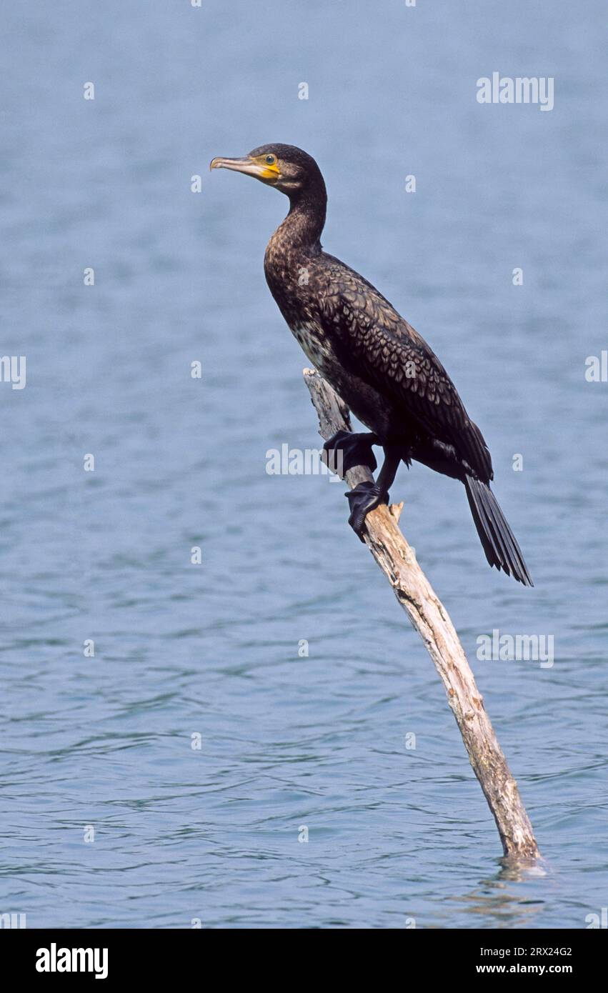 Grande Cormorano immaturo che riposa su un albero morto, grande Cormorano Nero (Phalacrocorax carbo) giovane uccello che riposa su un albero di serpente (Black Shag) (grande Foto Stock