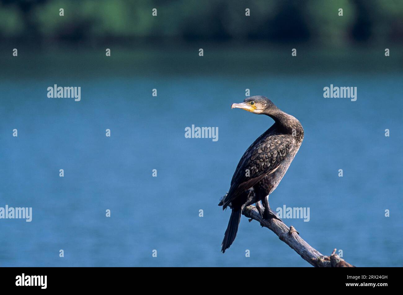 Grande Cormorano immaturo che riposa su un albero morto, grande Cormorano Nero (Phalacrocorax carbo) giovane uccello che riposa su un albero di serpente (Black Shag) (grande Foto Stock