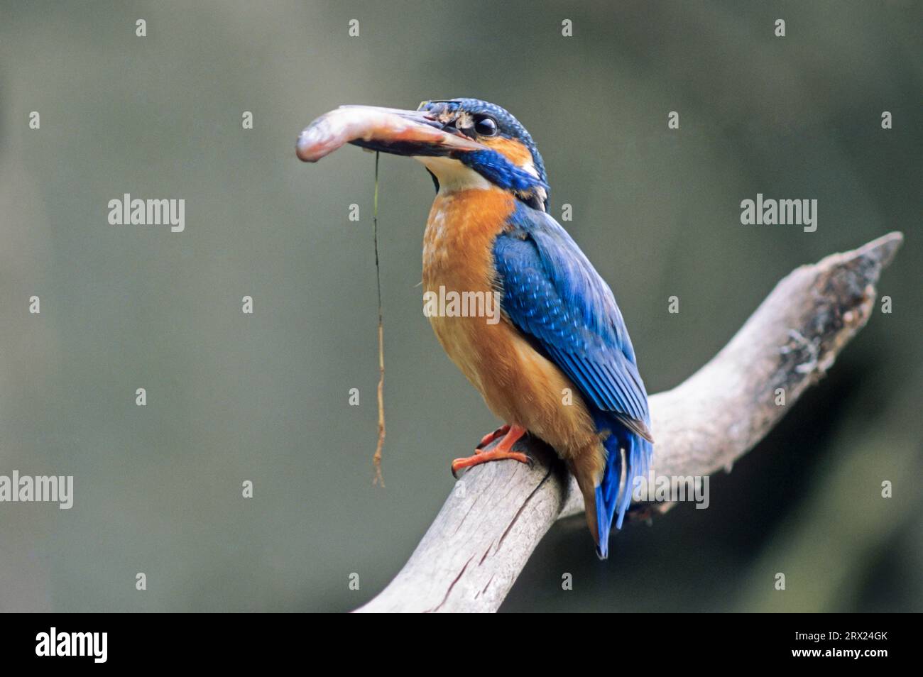 Uccello maschio Kingfisher comune con Rutilus rutilus per catturare i giovani (Kingfisher eurasiatico) (River Kingfisher) Foto Stock