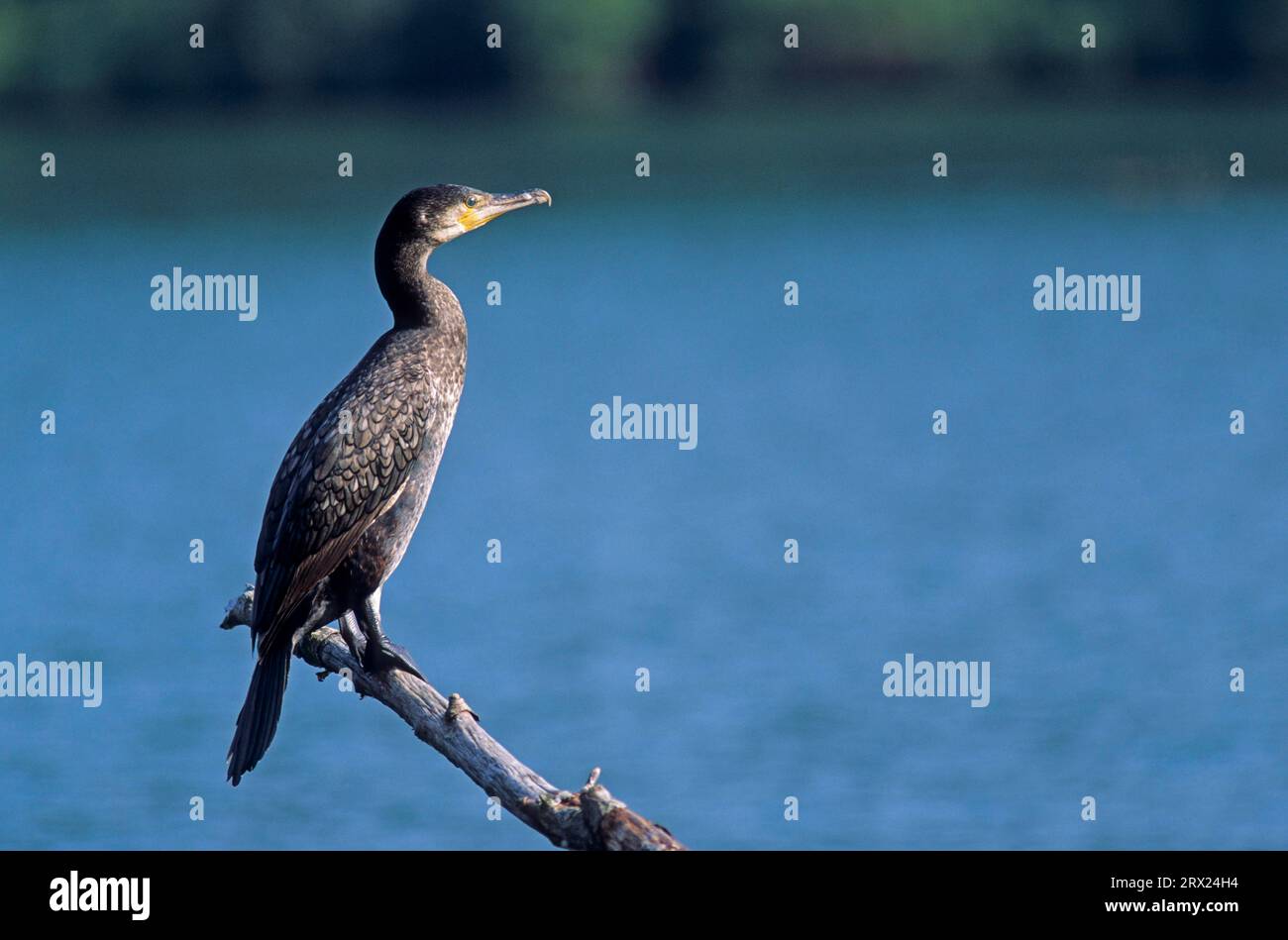 Grande Cormorano immaturo che riposa su un albero morto, grande Cormorano Nero (Phalacrocorax carbo) giovane uccello che riposa su un albero di serpente (Black Shag) (grande Foto Stock