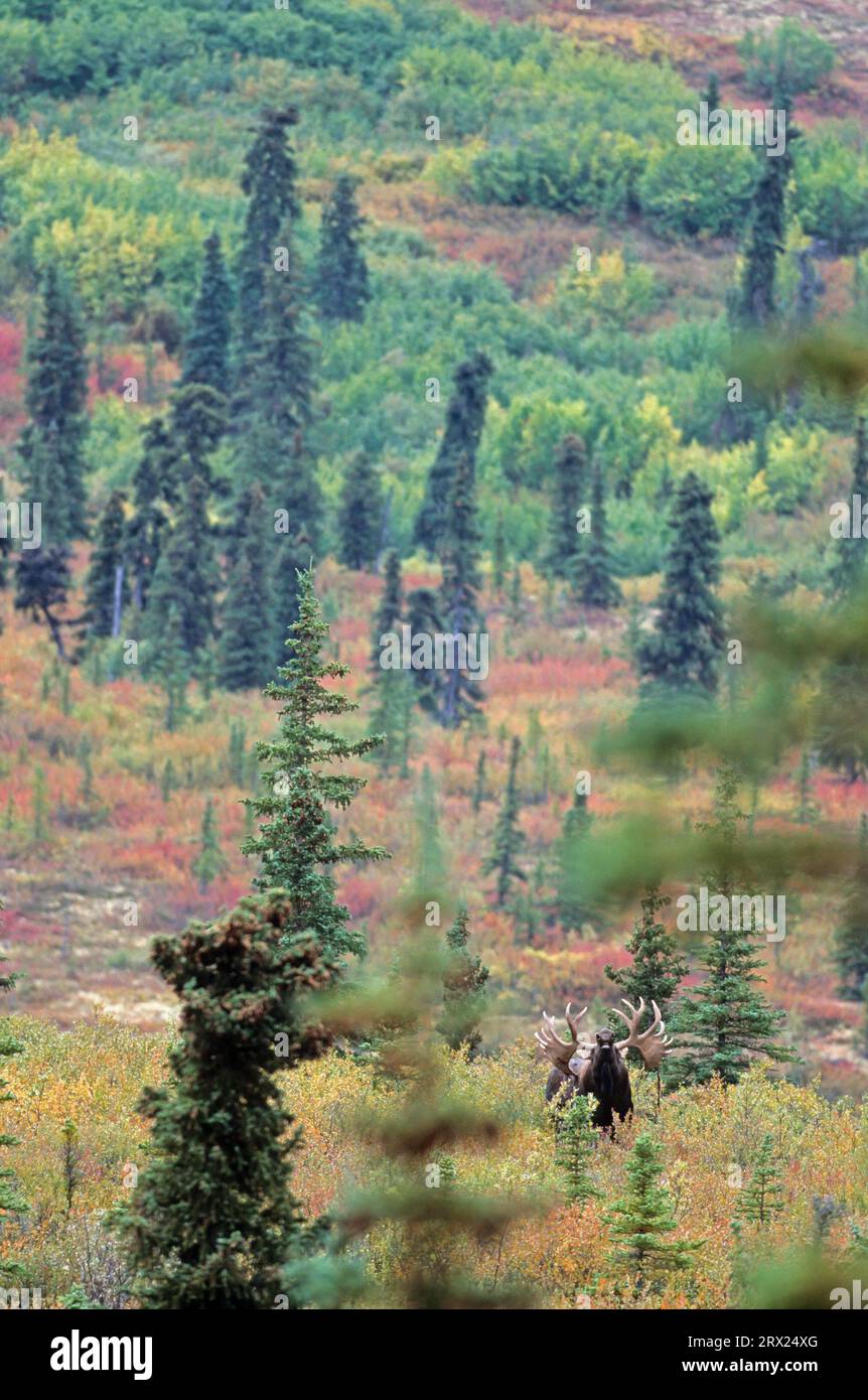 Alci nobili (Alces alces) si stagliano nella tundra (Alaska Moose) (gigas) Foto Stock