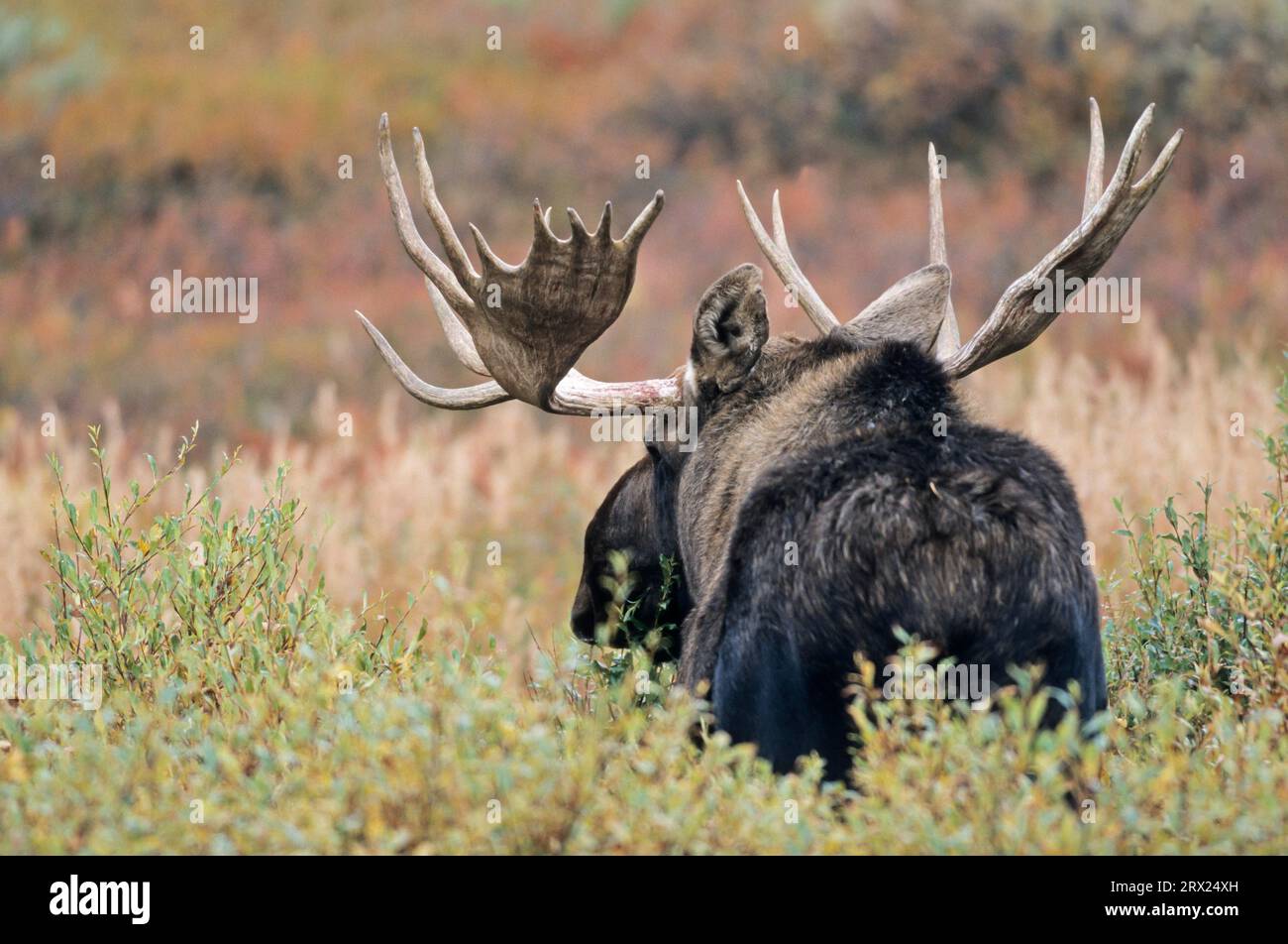 Alce nella tundra (alce dell'Alaska), alce del toro (Alces alces) in piedi nella tundra (alce dell'Alaska) (gigas) Foto Stock