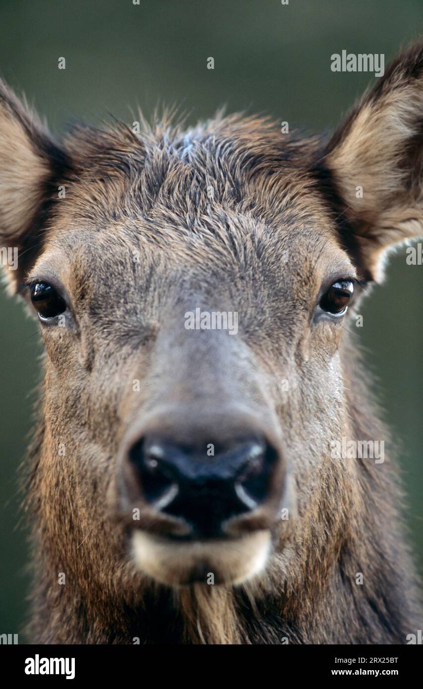 Ritratto di un'alce mucca (Wapiti (Cervus canadensis) cervo), alce mucca in ritratto (alce americano) (alce delle Montagne Rocciose) Foto Stock