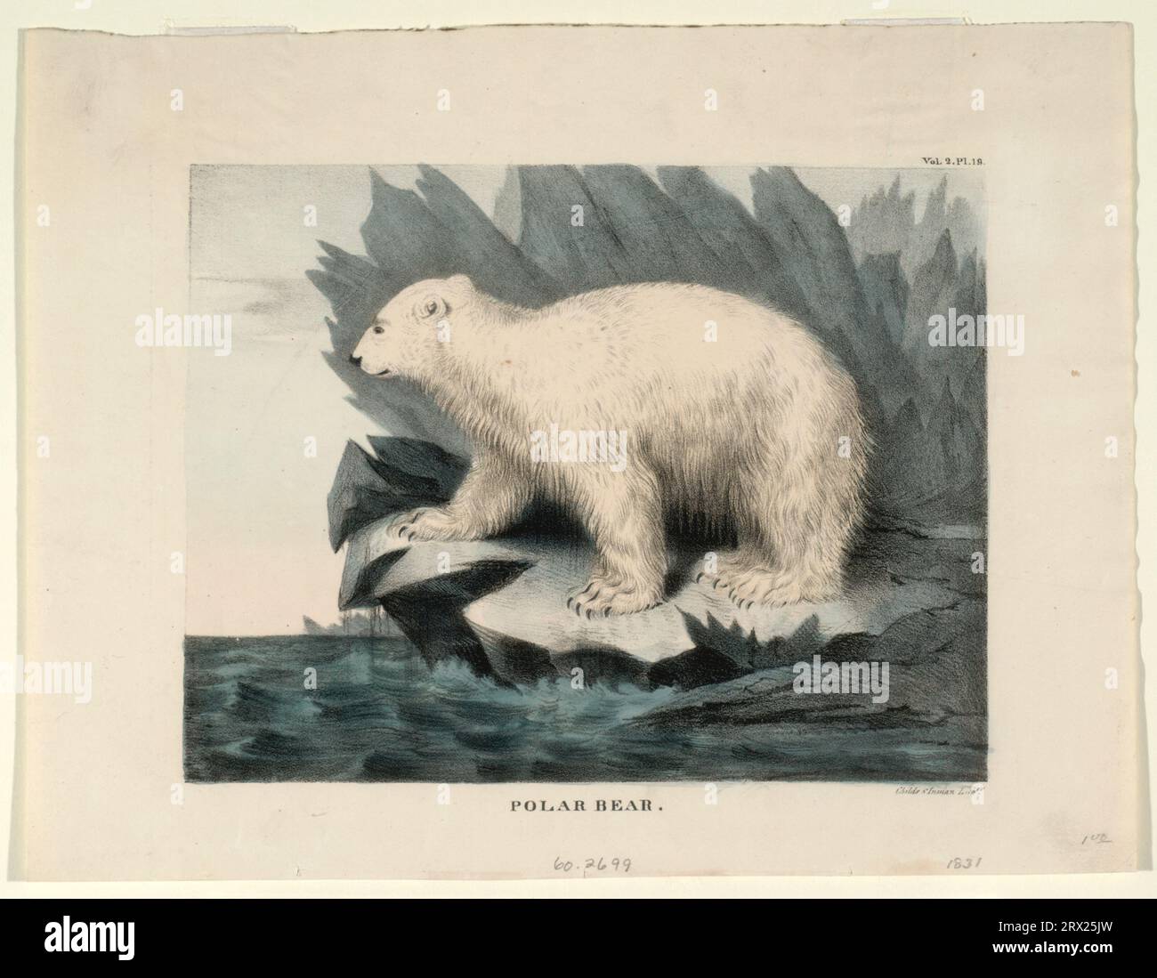 Litografia, "Orso polare". DL*60.2699. Peters Prints Collection. Foto Stock