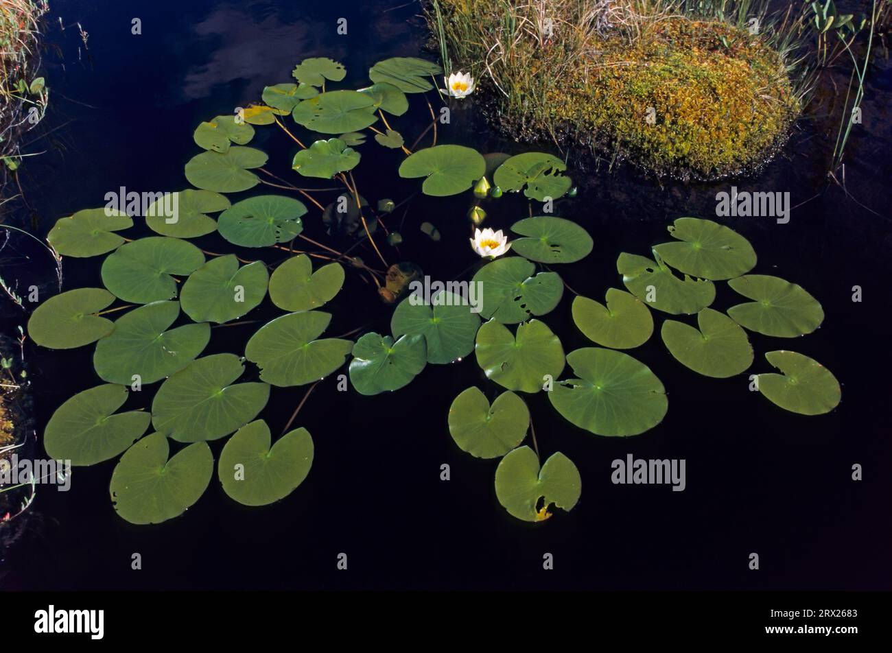 La ninfea nana (Nymphaea) cresce nella zona delle foglie galleggianti delle aree costiere a profondità di 30-150cm (ninfea di Glaenzende), la ninfea nana cresce Foto Stock