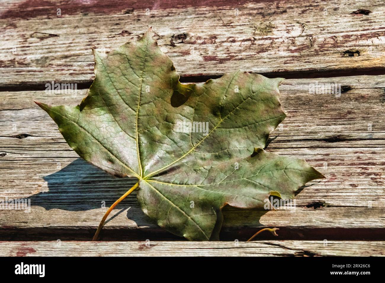 Tavolo Leaf on Wood Foto Stock