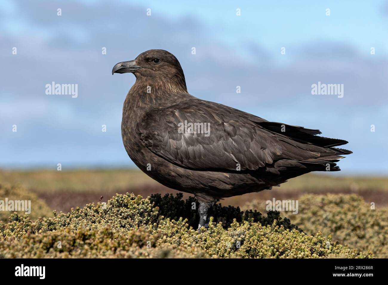 Falkland Skua, Catharacta antarctica, uccello adulto Isole Falkland November Foto Stock