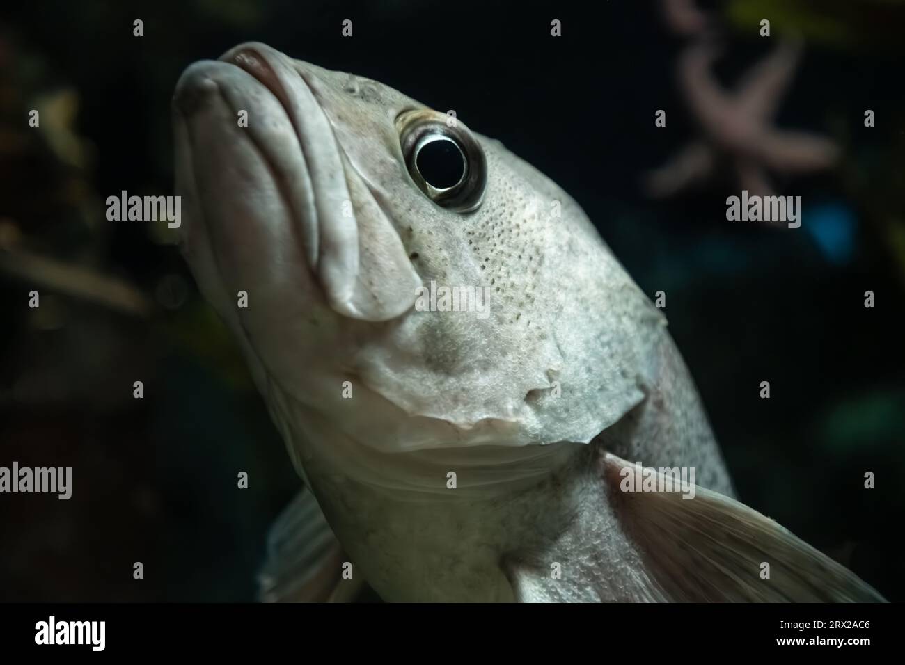 Pesce rosa nero (Sebastes melanops) nella mostra Coldwater quest presso il Georgia Aquarium nel centro di Atlanta. (USA) Foto Stock