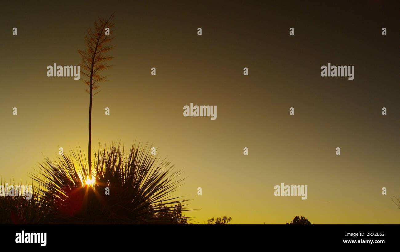 Soaptree Yucca con un cielo deserto brillante nel deserto di Sonora in Arizona, all'ora magica della sera. . Foto Stock
