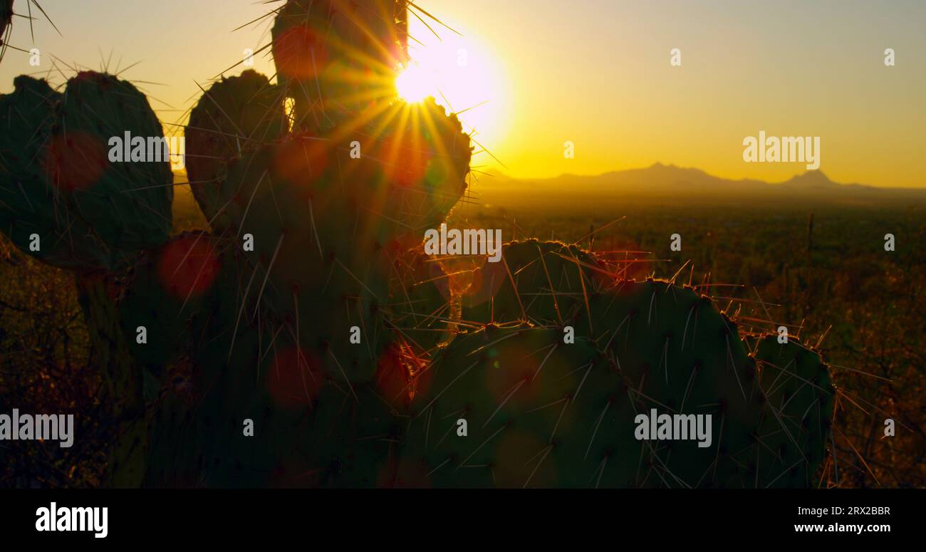 Il cactus Prickly Pear, delicatamente sagomato e retroilluminato dal sole che tramonta, ondeggia nel vento con una ricca varietà di flora desertica. Foto Stock