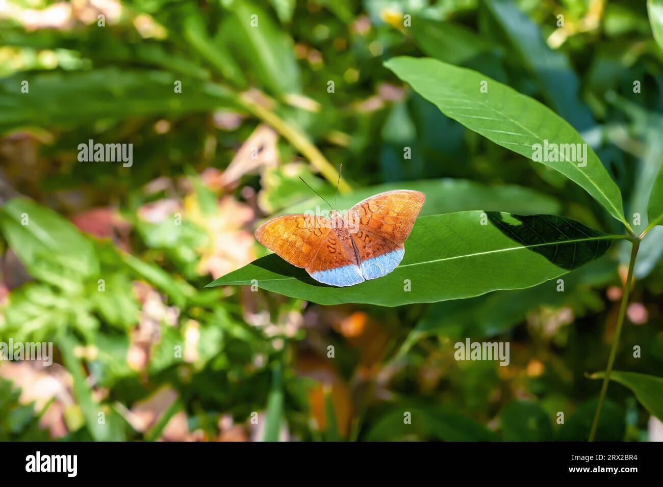 Farfalla tropicale earl che vola nella foresta pluviale. Il colorato insetto Tanaecia julii odilina seduto su foglie verdi nella giungla Foto Stock