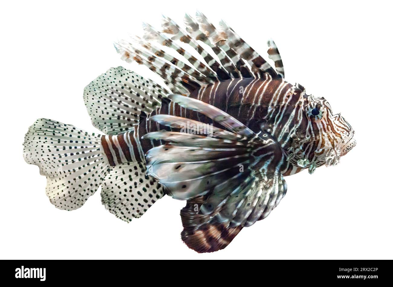 Pesce fuoco del diavolo isolato su sfondo bianco. Pterois Miles, pesce tropicale che nuota, è un'icona unica. Elemento di design comune con ritaglio Lionfish, vista laterale Foto Stock