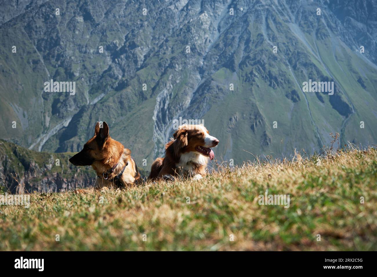 Escursioni con i cani. Paesaggio estivo montano con animali. Viaggio in Georgia. Il pastore australiano e il pastore tedesco a picco si trovano insieme sull'erba verde, Stepant Foto Stock