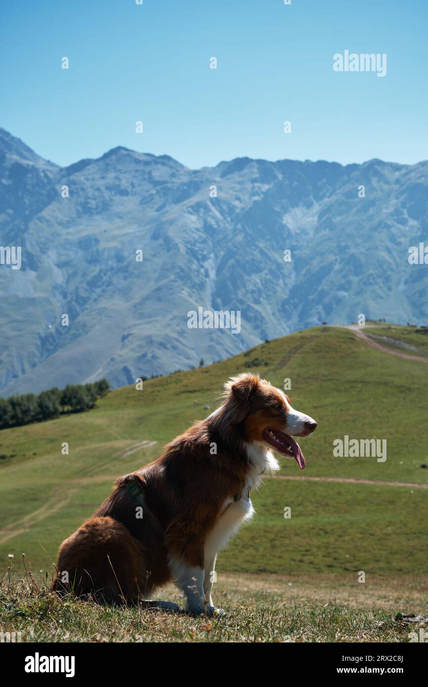 Escursioni con il cane. Paesaggio montano autunnale o estivo con animali. Viaggio in Georgia. Australian Shepherd in cima si trova e posa, villaggio di Stepantsminda, Foto Stock