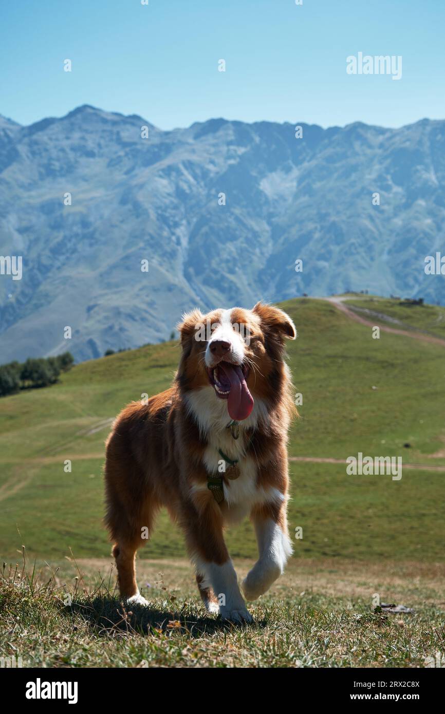 Escursioni con il cane. Paesaggio montano autunnale o estivo con animali. Viaggio in Georgia. Pastore australiano in cima cammina con faccia felice, Stepantsminda vi Foto Stock