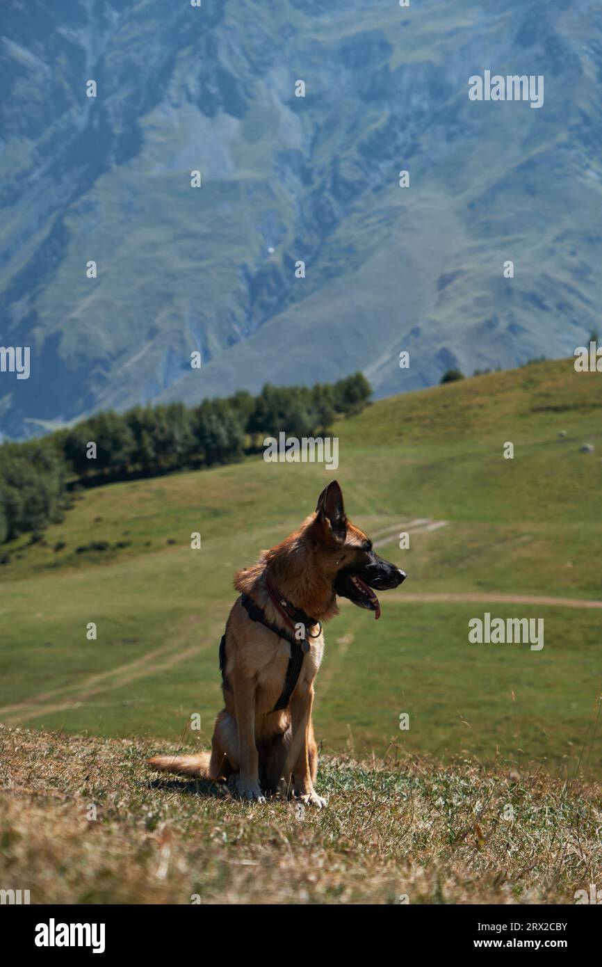 Escursioni con il cane. Paesaggio montano autunnale o estivo con animali. Viaggio in Georgia. Pastore tedesco in cima si siede e posa, villaggio di Stepantsminda, Kazb Foto Stock