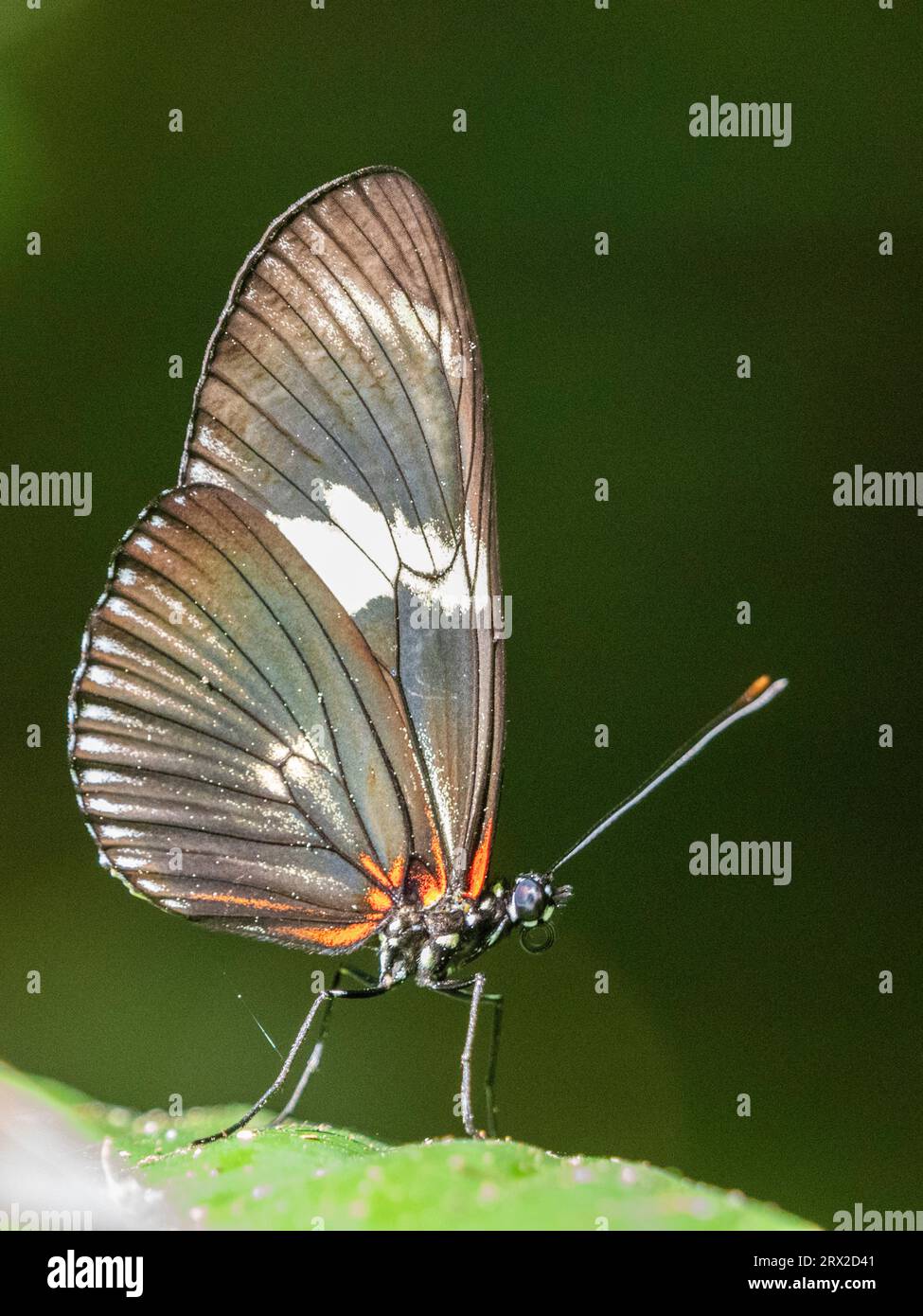 Una farfalla doris adulta ad ala lunga (Heliconius doris) arroccata su un albero a Playa Blanca, Costa Rica, America centrale Foto Stock