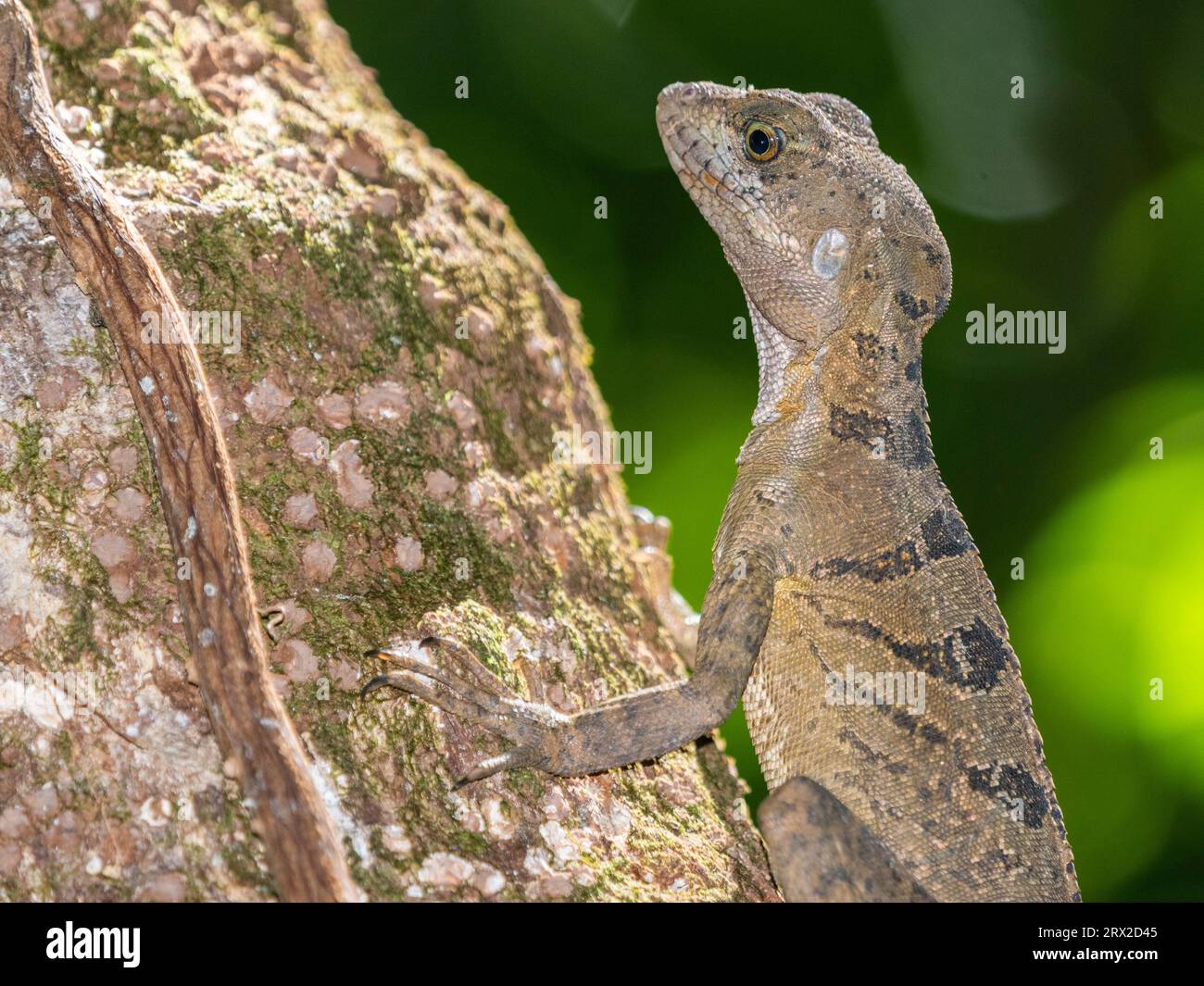 Basilisco comune femminile adulta (basiliscus basiliscus) su un albero vicino a un torrente a Caletas, Costa Rica, America centrale Foto Stock