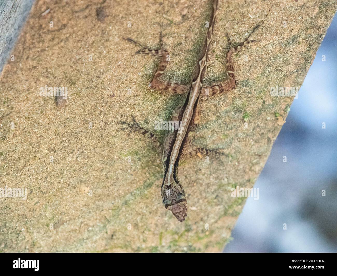 Un adulto osa Anole (Anolis osa) durante il giorno, penisola di osa, Costa Rica, America centrale Foto Stock