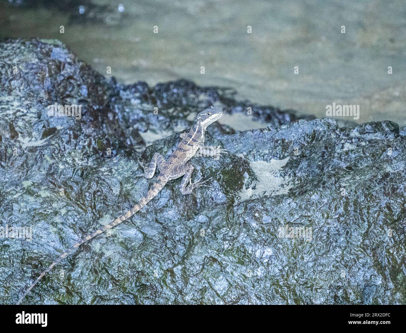 Basilisco comune femminile adulta (basiliscus basiliscus) su una roccia vicino a un torrente a Caletas, Costa Rica, America centrale Foto Stock