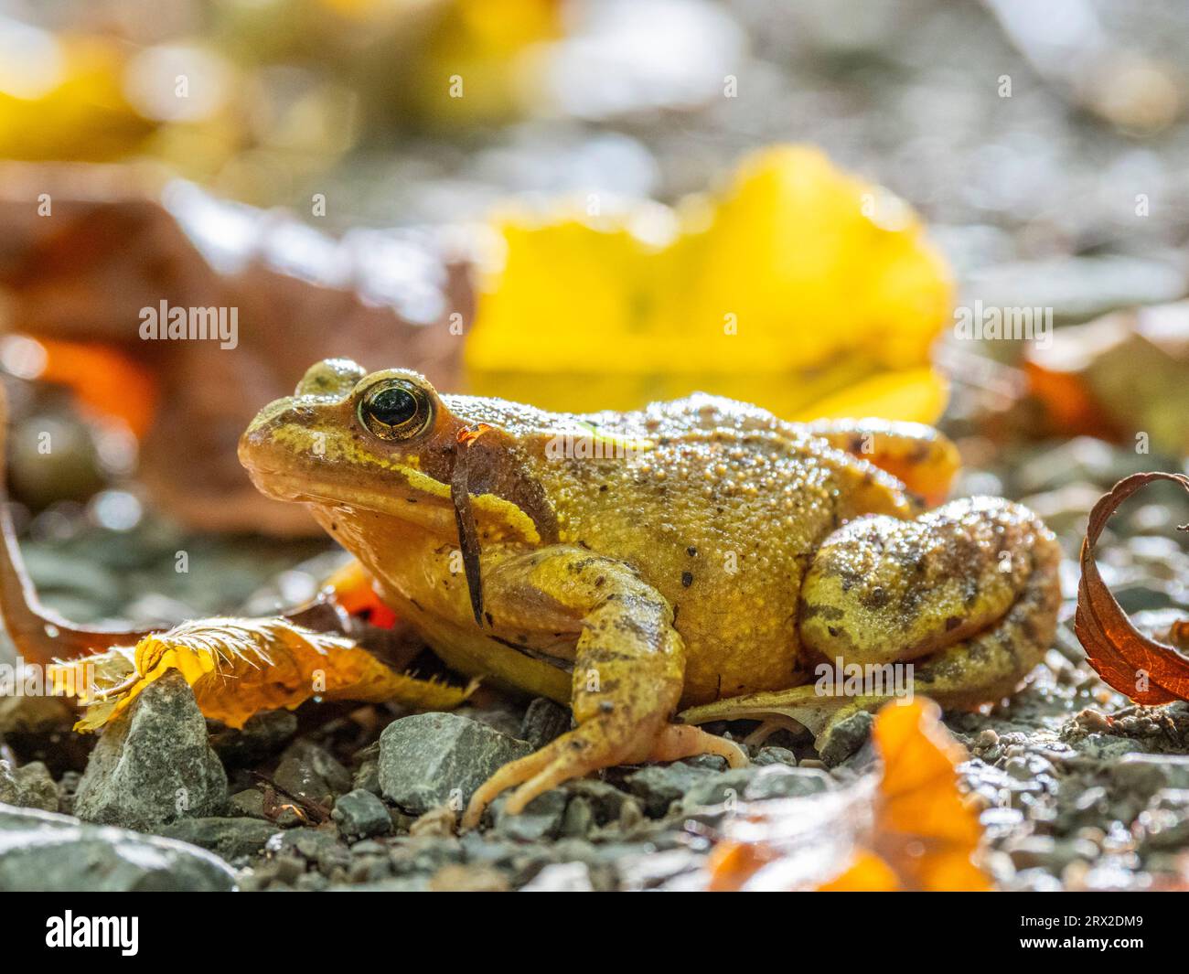 Una rana comune europea adulta (Rana temporaria) sul terreno nel Parco Nazionale di Hainich, Turingia, Germania, Europa Foto Stock