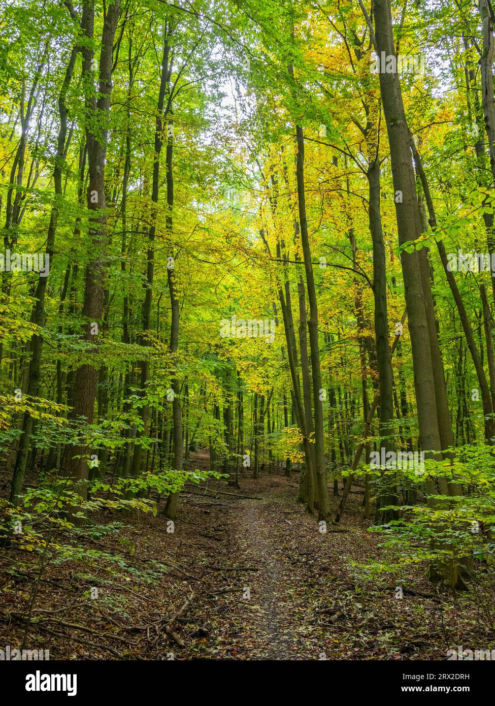 Colori autunnali al Parco Nazionale di Hainich, un'antica e primordiale Foresta di faggi, Turingia, Germania, Europa Foto Stock