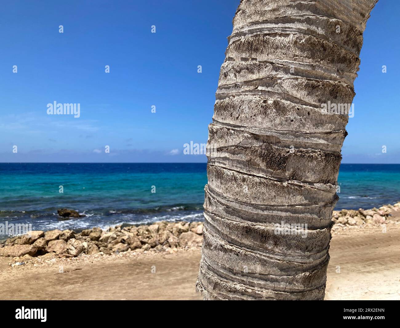 Dettagli palme, Curacao Caraibi Foto Stock