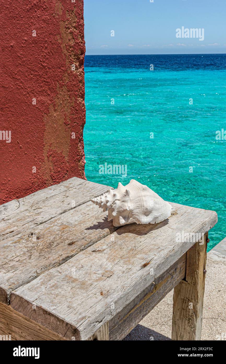 Guscio sbiancato su tavolo intemprato, Curacao, Antille olandesi, Caraibi Foto Stock
